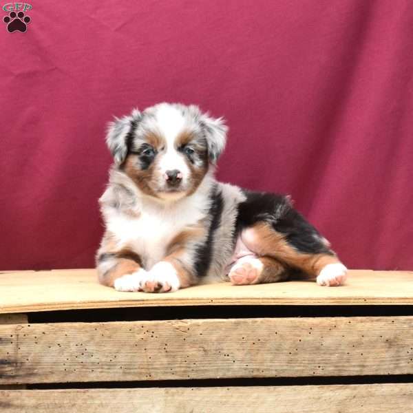 Patrick, Miniature Australian Shepherd Puppy